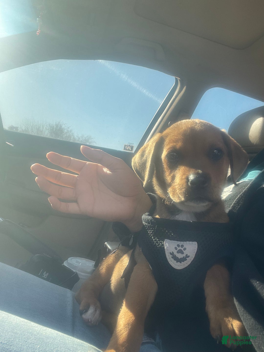 Mixed Breed dogs for sale: Mixed Breed Puppy 1 - Ad 3