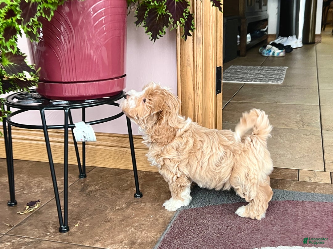 Mixed Breed dogs for sale: Ollie - Ad 6