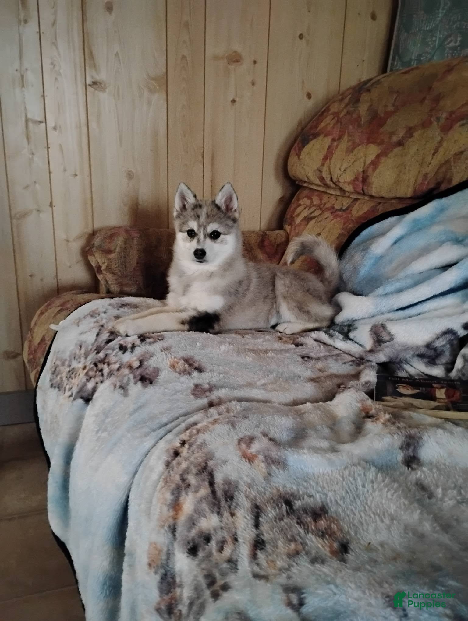 Pomsky dogs Winter  - Ad 1