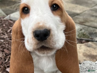 Basset Hound dogs Lemon and white - Ad 3