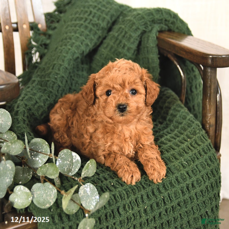 Toy Poodle dogs Candy - Ad 7
