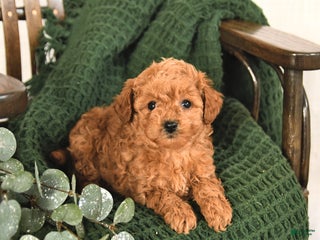 Toy Poodle dogs Candy - Ad 21
