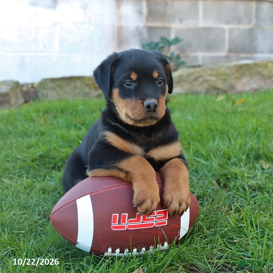 Rottweiler dogs for sale: Titan - Ad 2