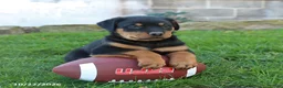 Rottweiler dogs for sale: Titan - Ad 2