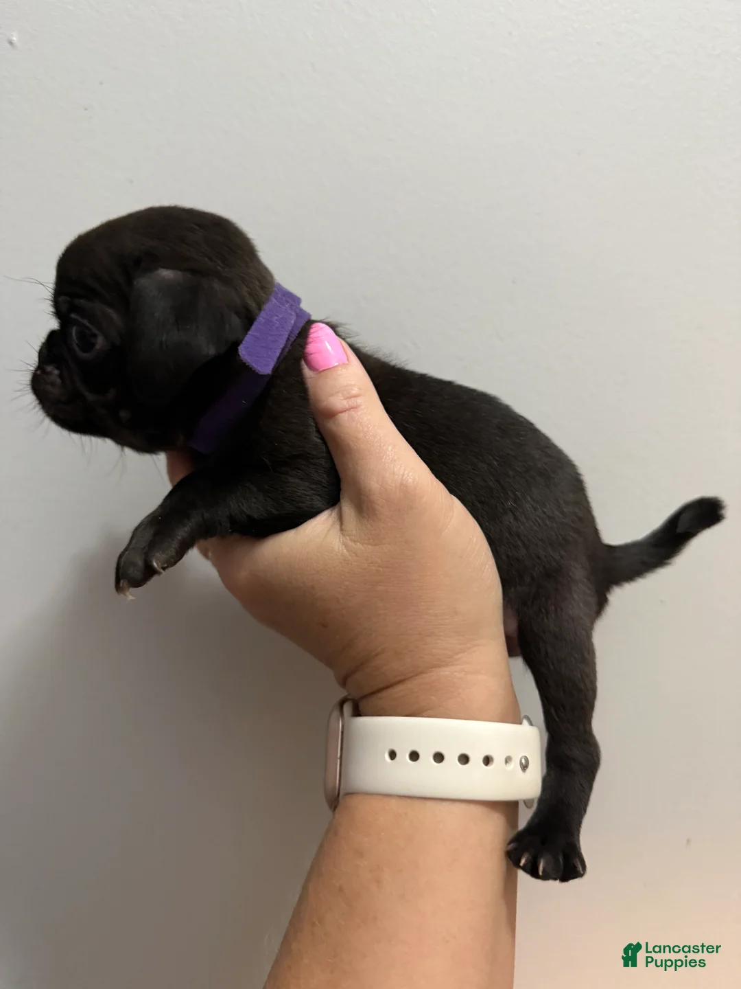 Pug dogs for sale: Purple - Ad 2