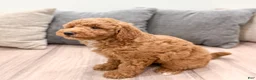 Mini Goldendoodle dogs for sale: Harper - Ad 4