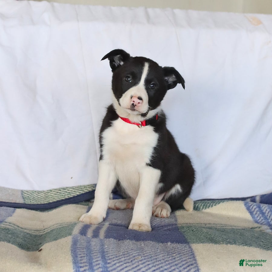 Border Collie dogs Daphne - Ad 1