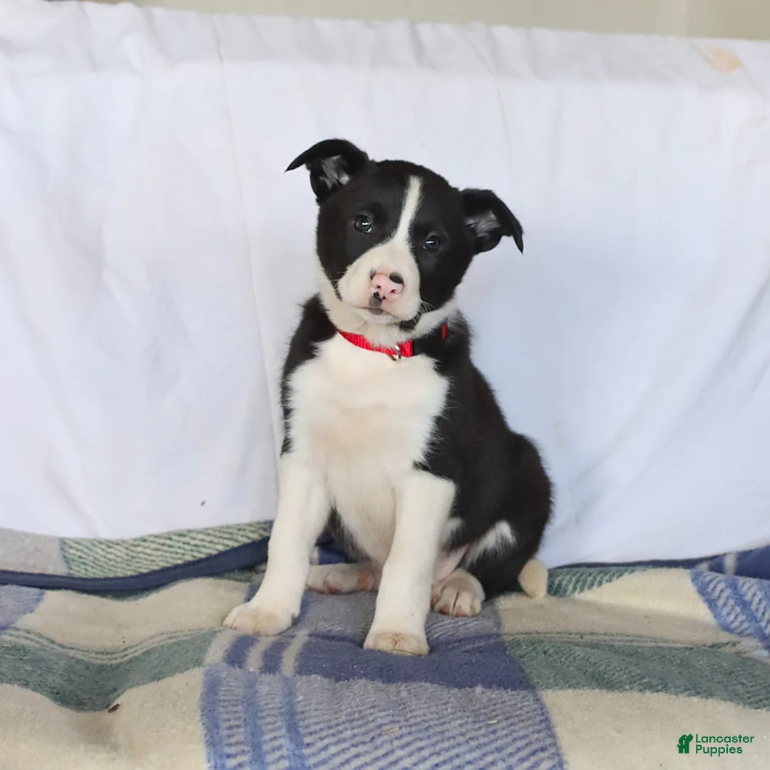 Border Collie dogs for sale: Daphne - Ad 1