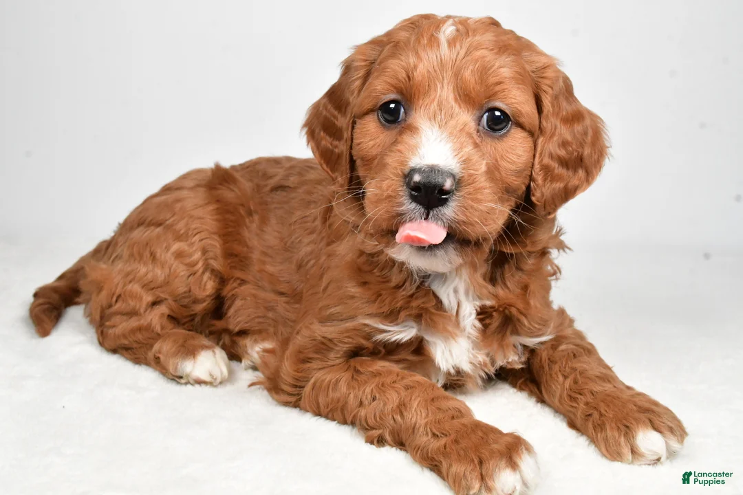 Mini Goldendoodle dogs for sale: Benji - Ad 13