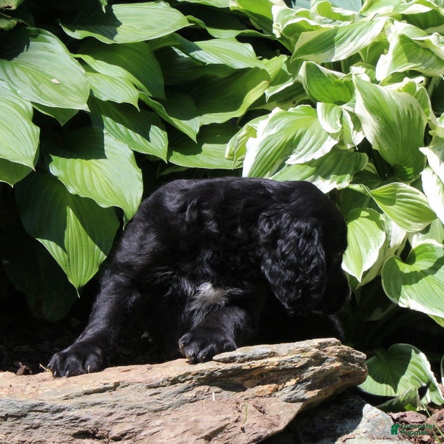 Irish Doodle dogs Baxter - Ad 2