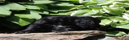 Irish Doodle dogs for sale: Baxter - Ad 2