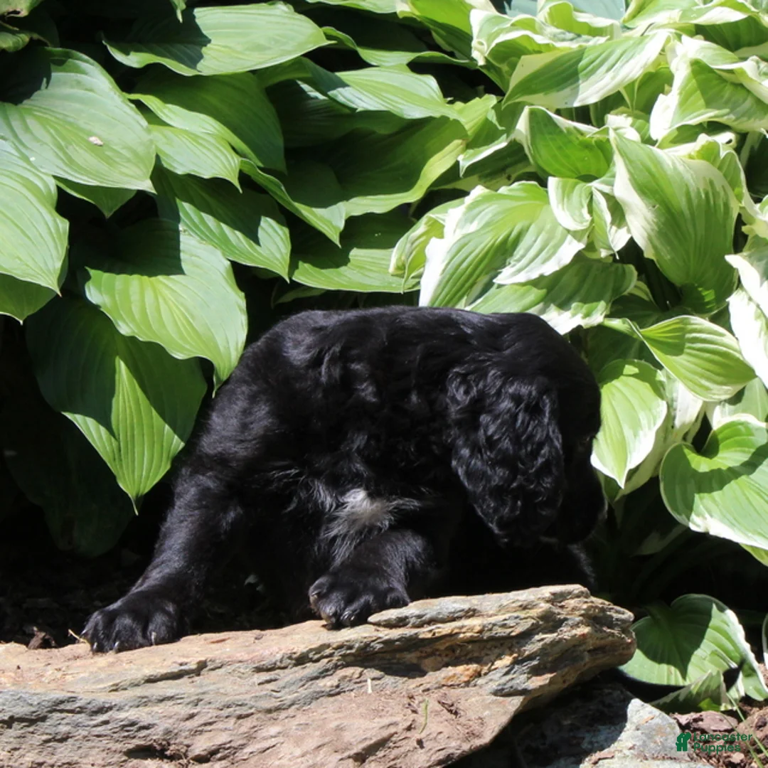 Irish Doodle dogs for sale: Baxter - Ad 2