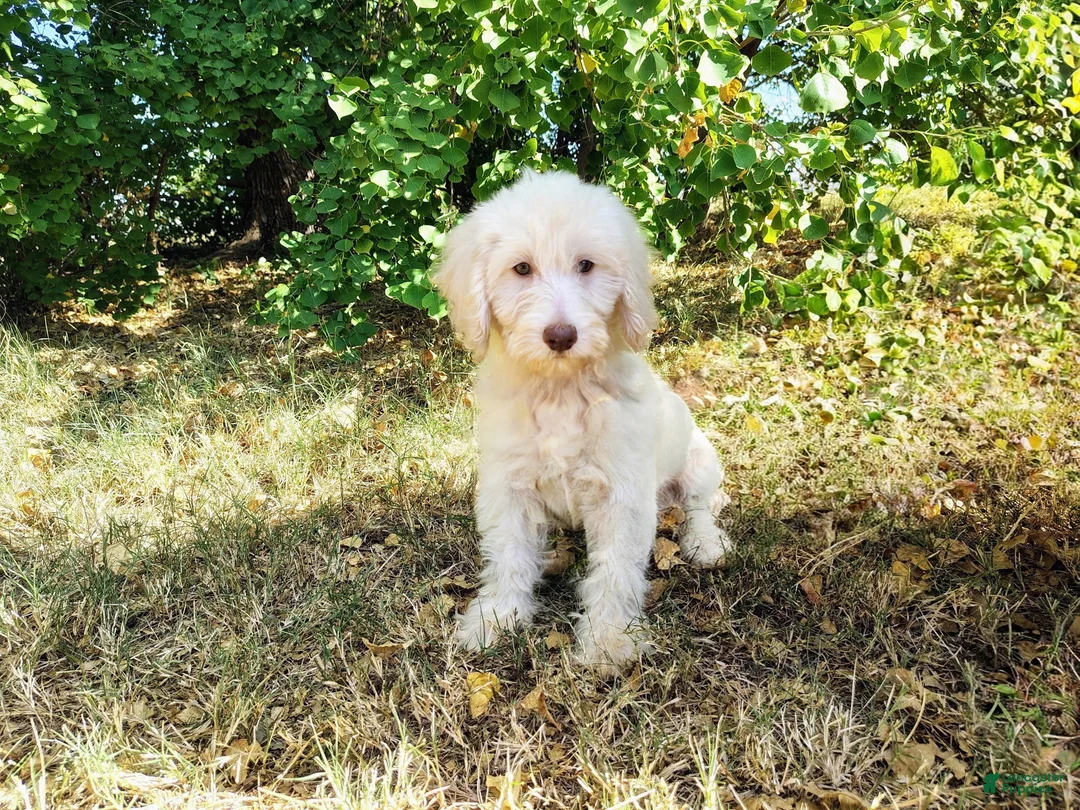 Mini Goldendoodle dogs for sale: Mini Goldendoodle 2 - Ad 1