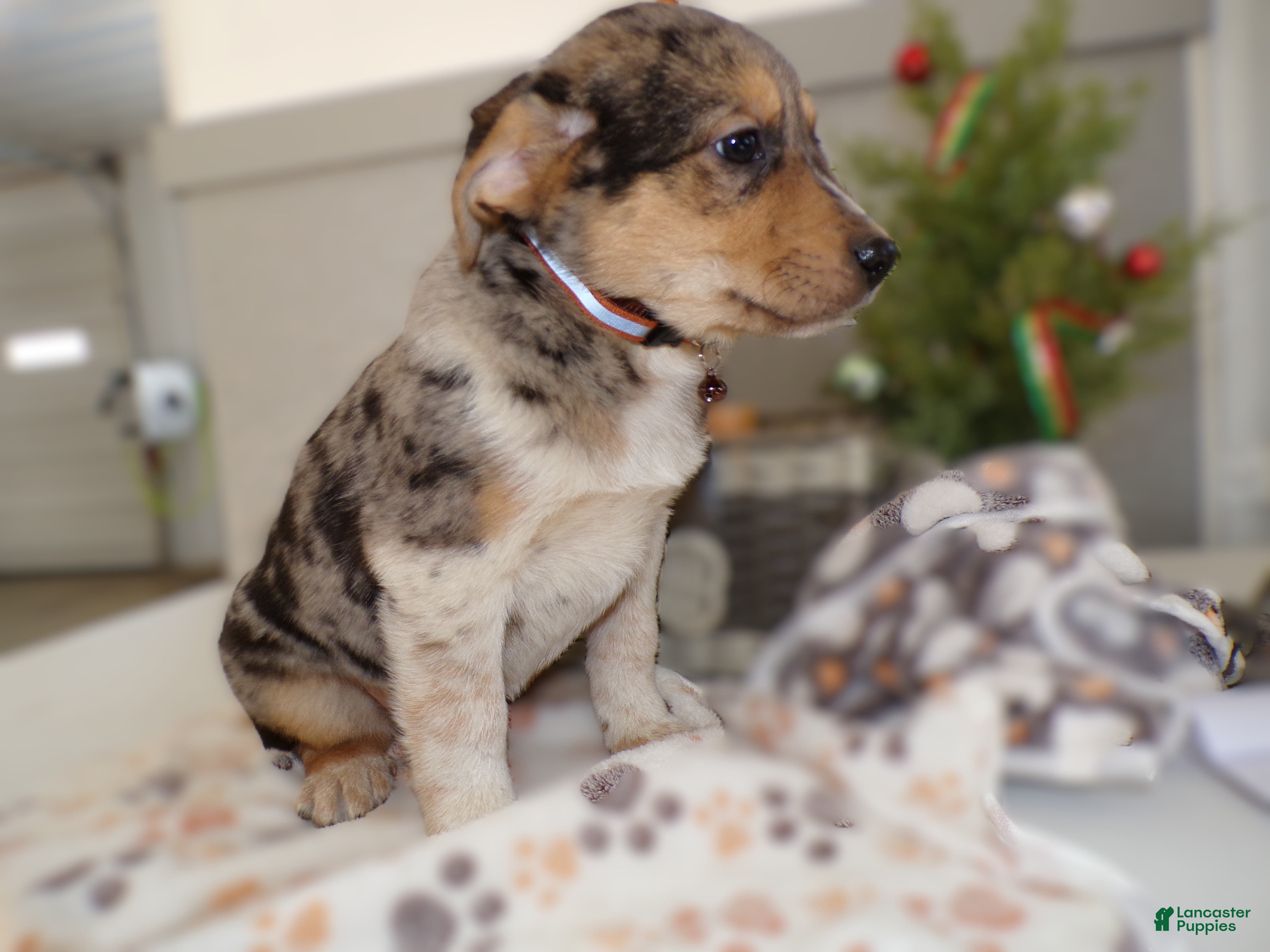 Mixed Breed dogs Mixed Breed Puppy 7 Alfred - Ad 26