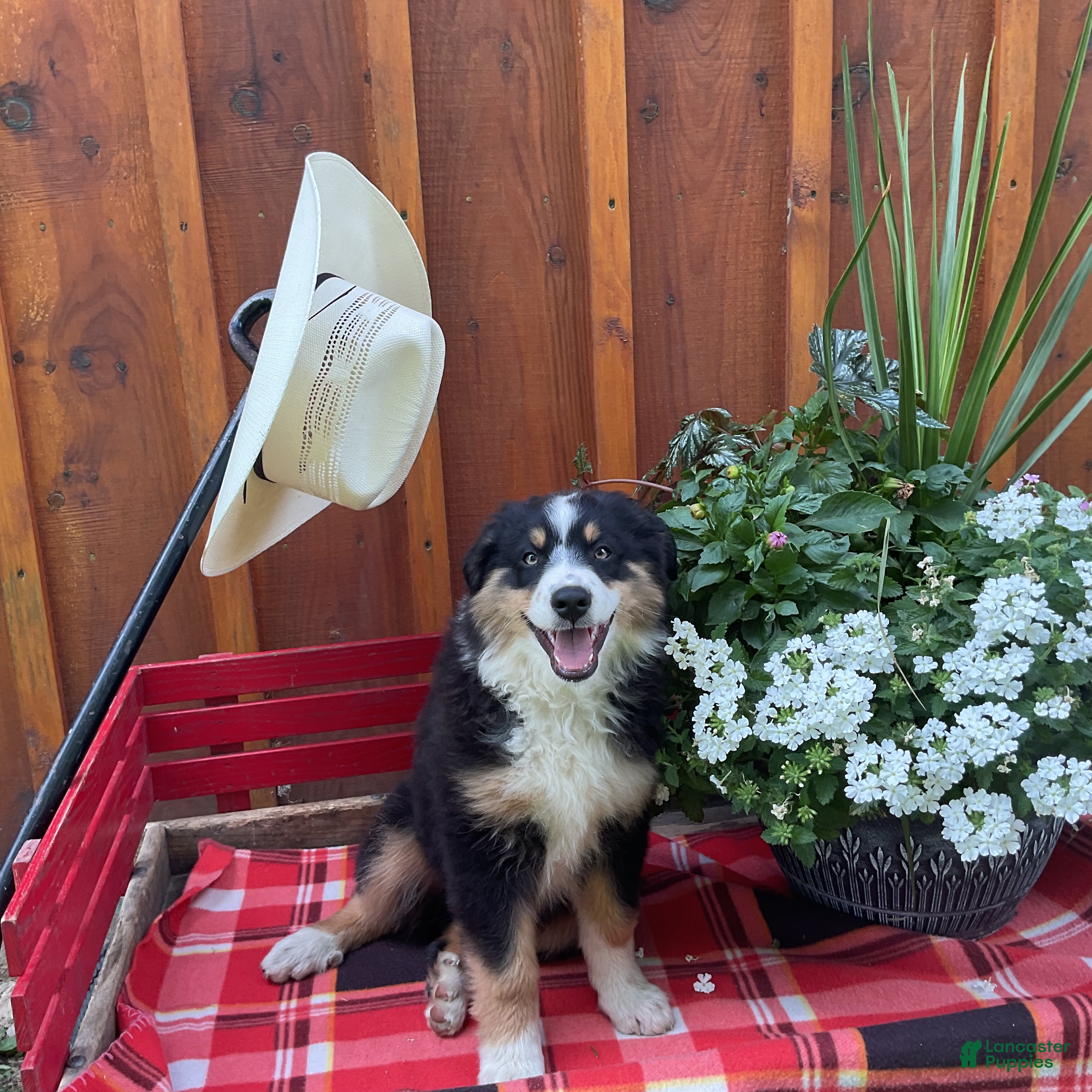 Miniature Australian Shepherd dogs Patrick - Ad 1