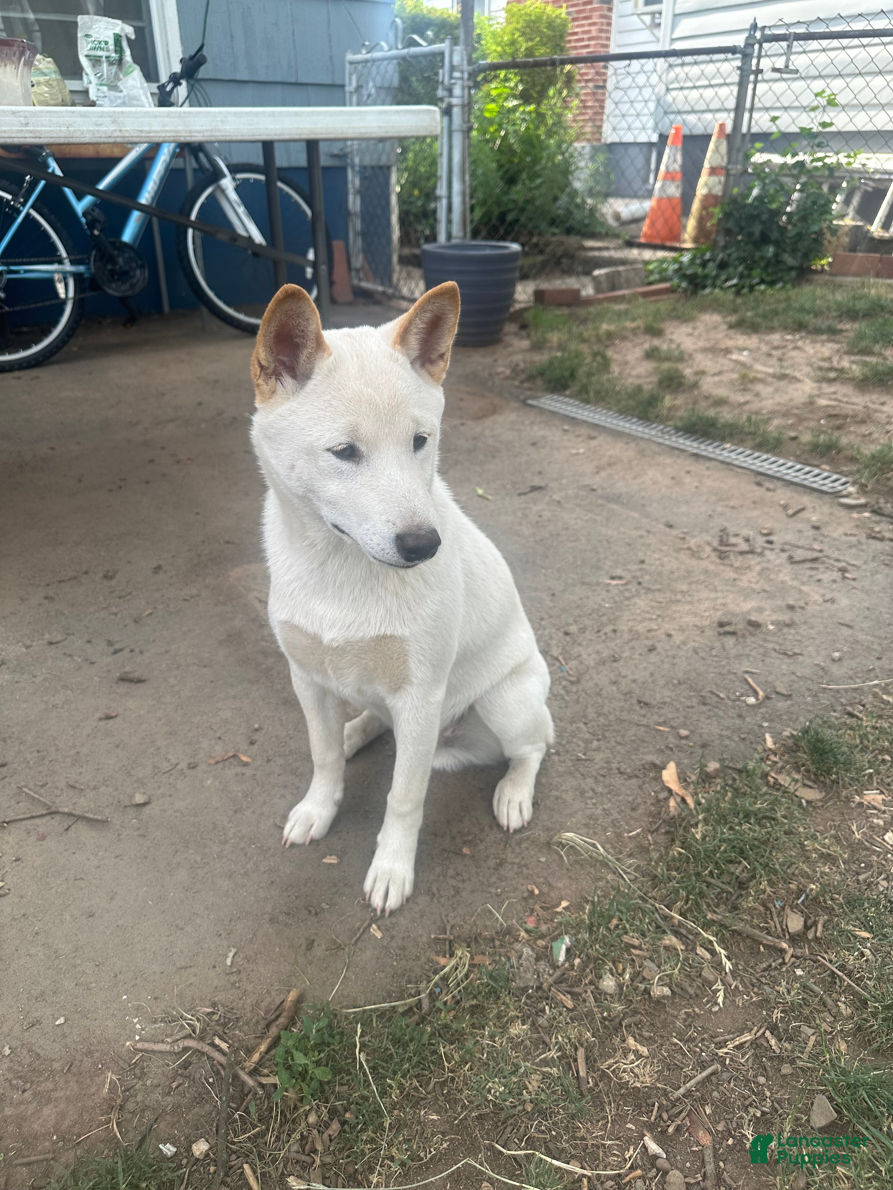 Shiba Inu dogs Ceaser - Ad 1