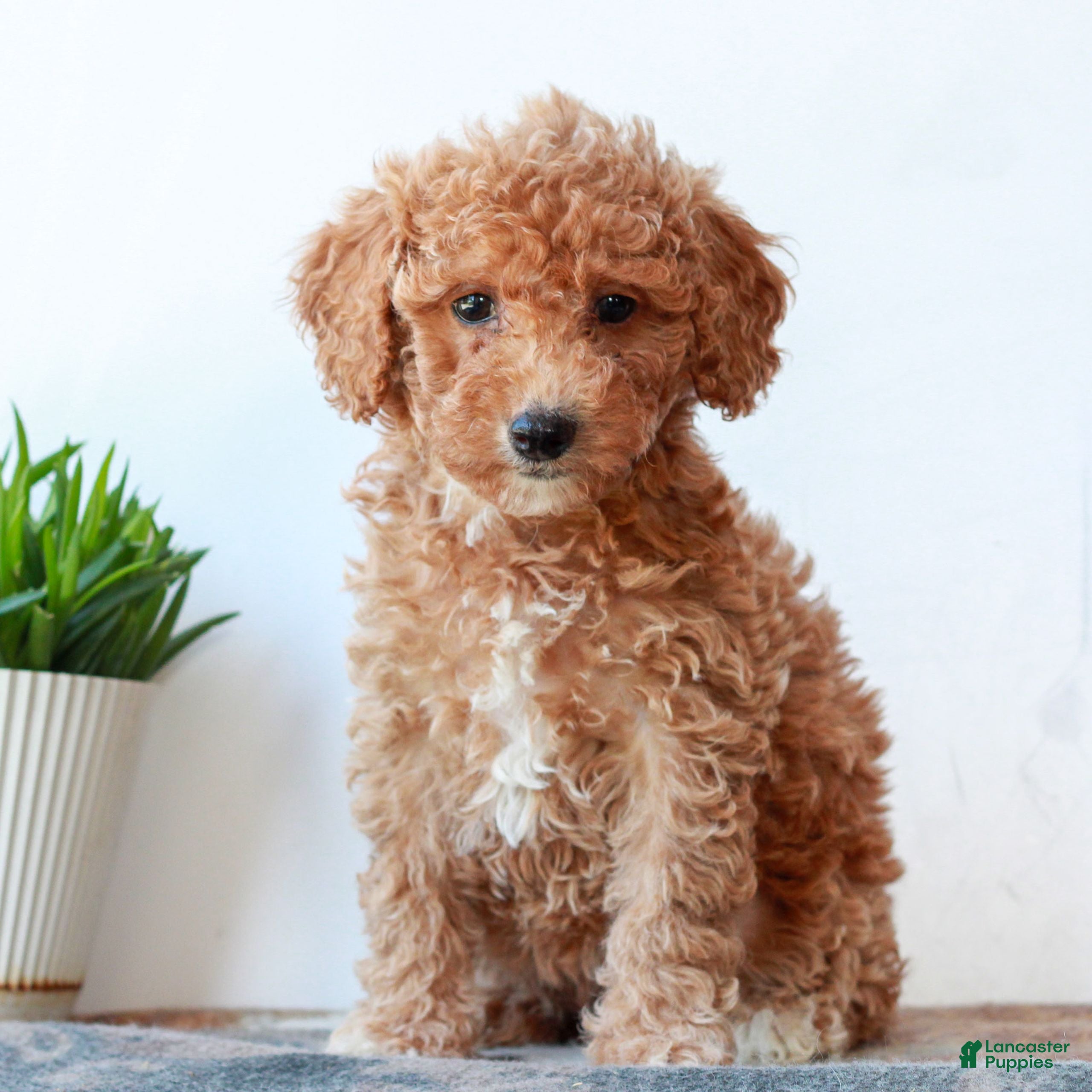 Miniature Poodle dogs Cassie  - Ad 1
