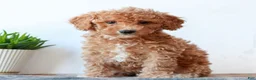 Miniature Poodle dogs for sale: Cassie  - Ad 1