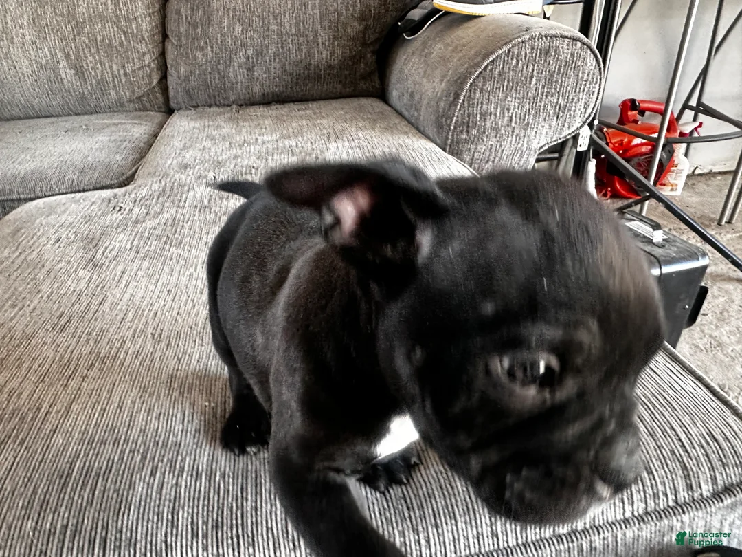 Mixed Breed dogs for sale: all black, white chest bully - Ad 3