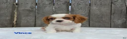 Cavalier King Charles Spaniel dogs for sale: Vince  - Ad 4