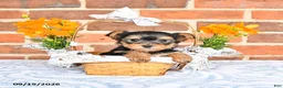 Yorkshire Terrier dogs for sale: Waldo - Ad 3