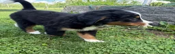 Bernese Mountain Dog dogs for sale: Lady - Ad 5
