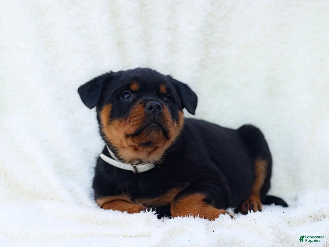 Rottweiler dogs for sale: Tori - Ad 3