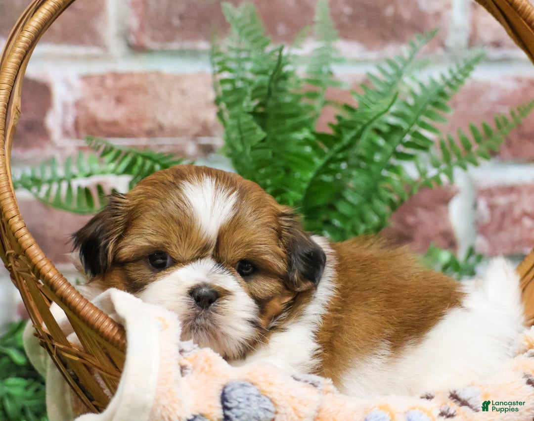 Shih Tzu dogs for sale: Duke  - Ad 6
