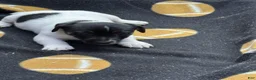 Jack Russell Terrier dogs for sale: Jack Russell Terrier Female 1 - Ad 1