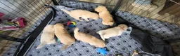 Golden Retriever dogs for sale: Golden Retriever 2 - Ad 1