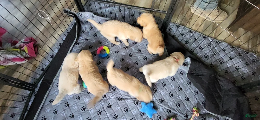 Golden Retriever dogs for sale: Golden Retriever 2 - Ad 1