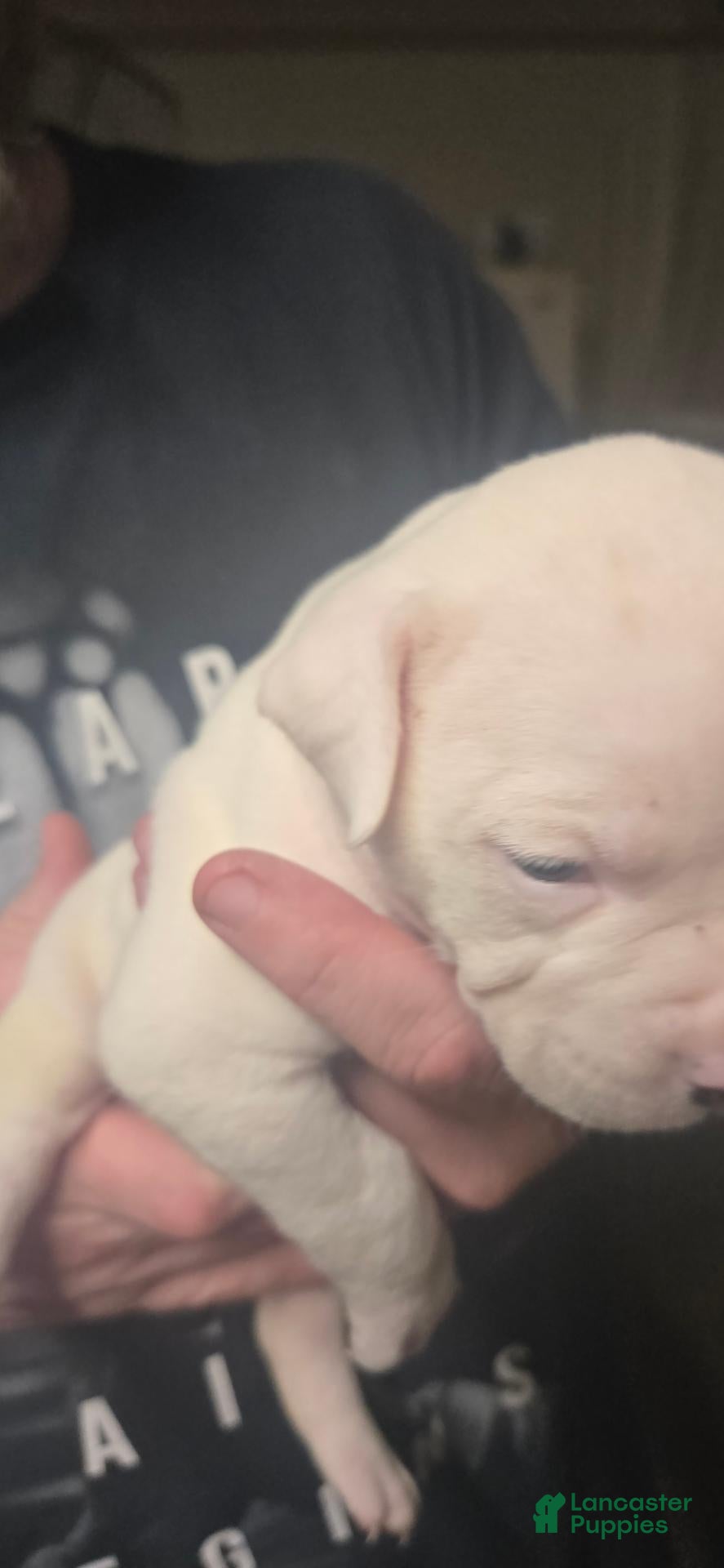 American Bulldog dogs for sale: American Bulldog 1 - Ad 1