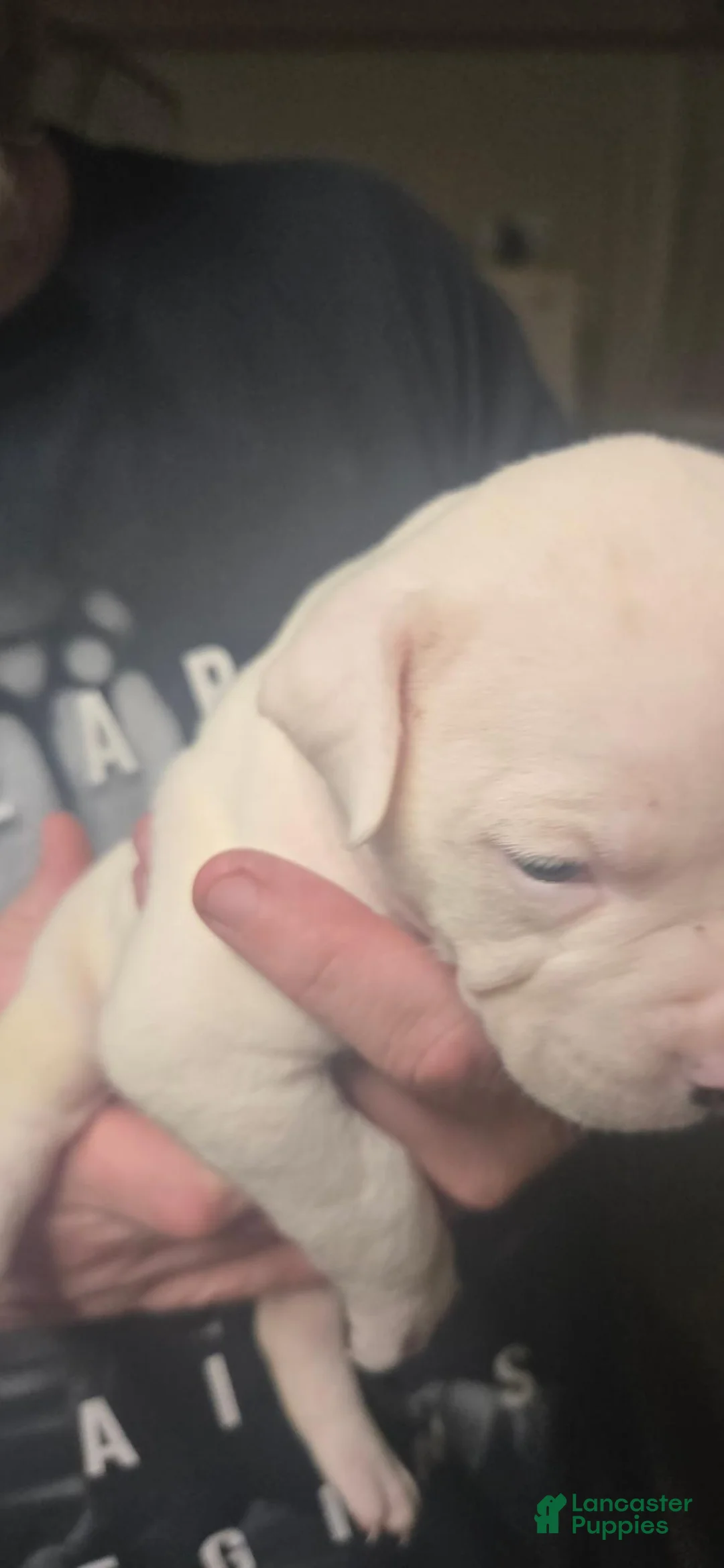 American Bulldog dogs for sale: American Bulldog 1 - Ad 1