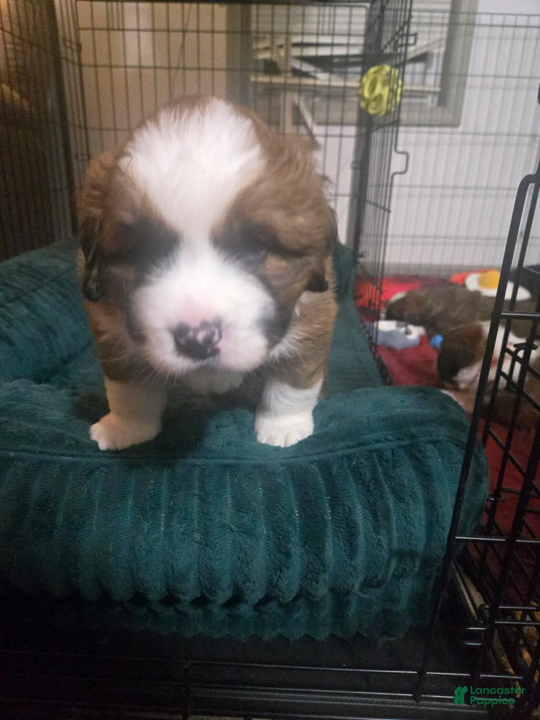 Mixed Breed dogs for sale: Brody - Ad 8