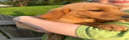 Goldador dogs for sale: Goldador 1 - Ad 2