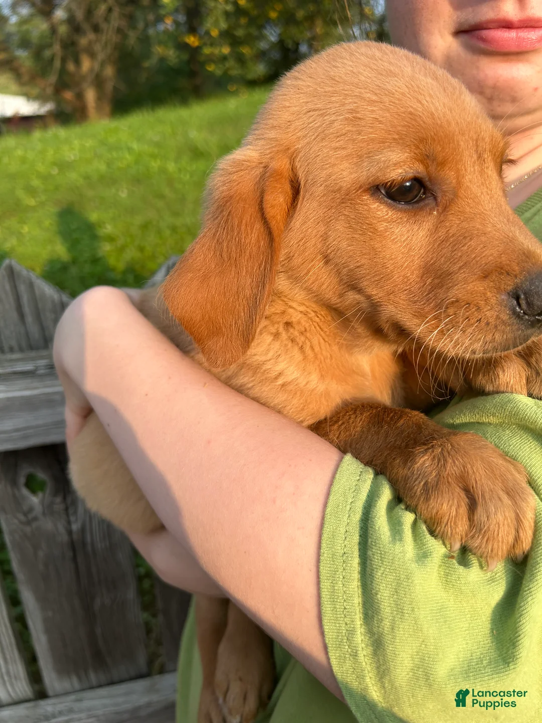 Goldador dogs for sale: Goldador 1 - Ad 2