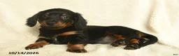 Dachshund dogs for sale: Lacey  - Ad 2