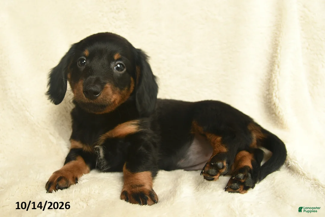 Dachshund dogs for sale: Lacey  - Ad 2