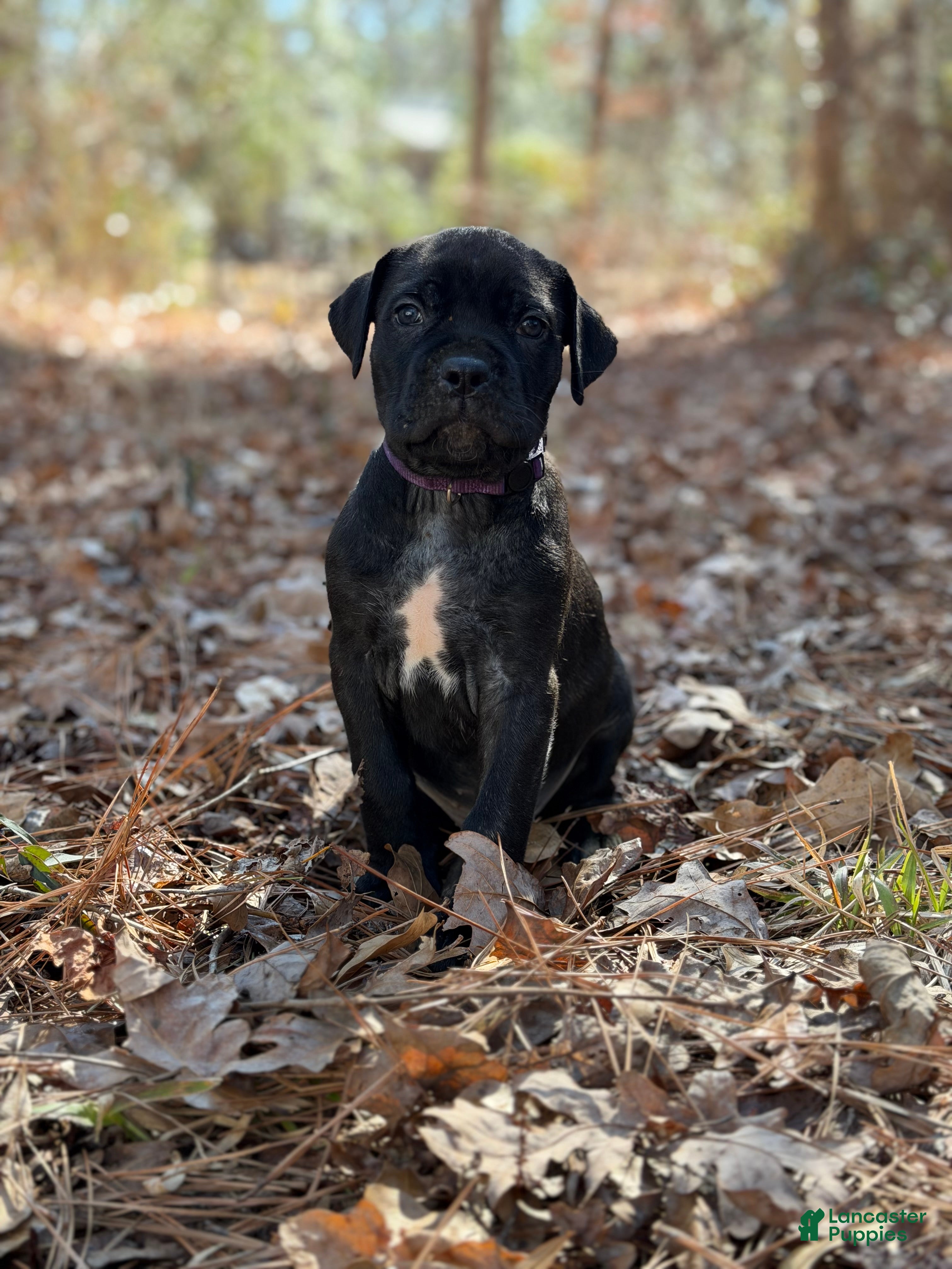 Cane Corso dogs Styx - Ad 39