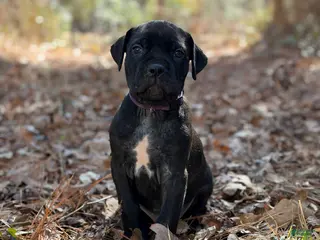 Cane Corso dogs Styx - Ad 39