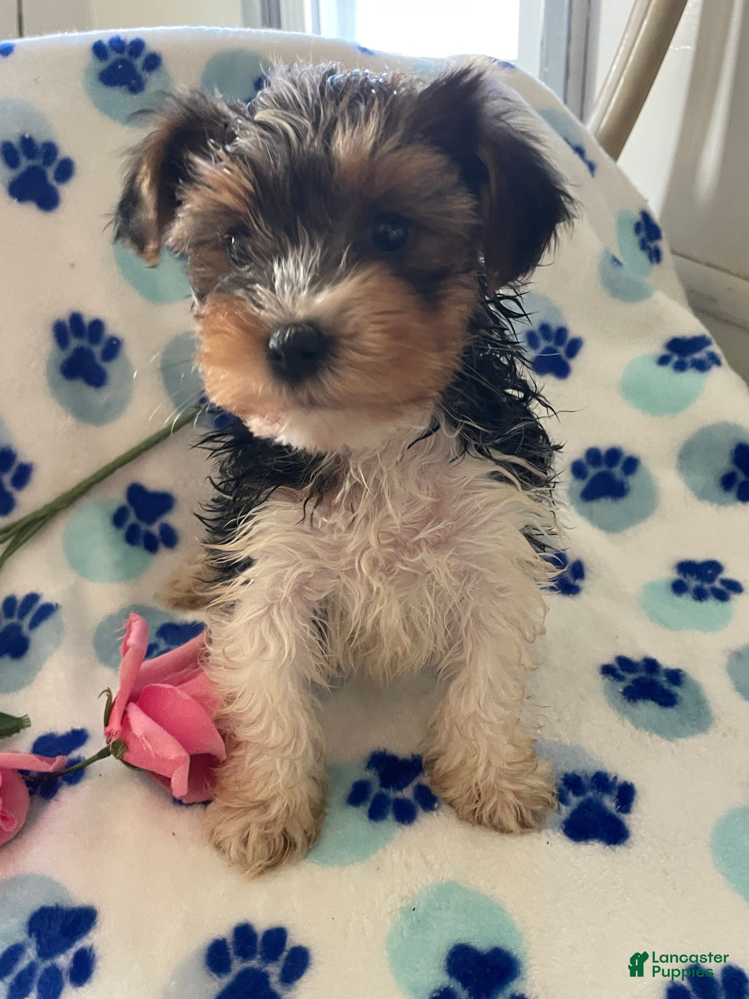 Mixed Breed dogs Rocket - Ad 41