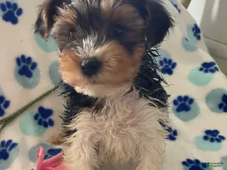 Mixed Breed dogs Rocket - Ad 41