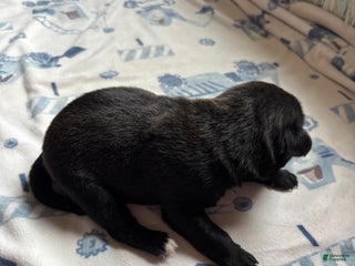 Mixed Breed dogs - Ad 1