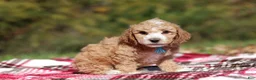Miniature Poodle dogs for sale: August (AKC) - Ad 3
