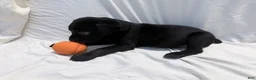 Cane Corso dogs for sale: Dean AKC green collar - Ad 23