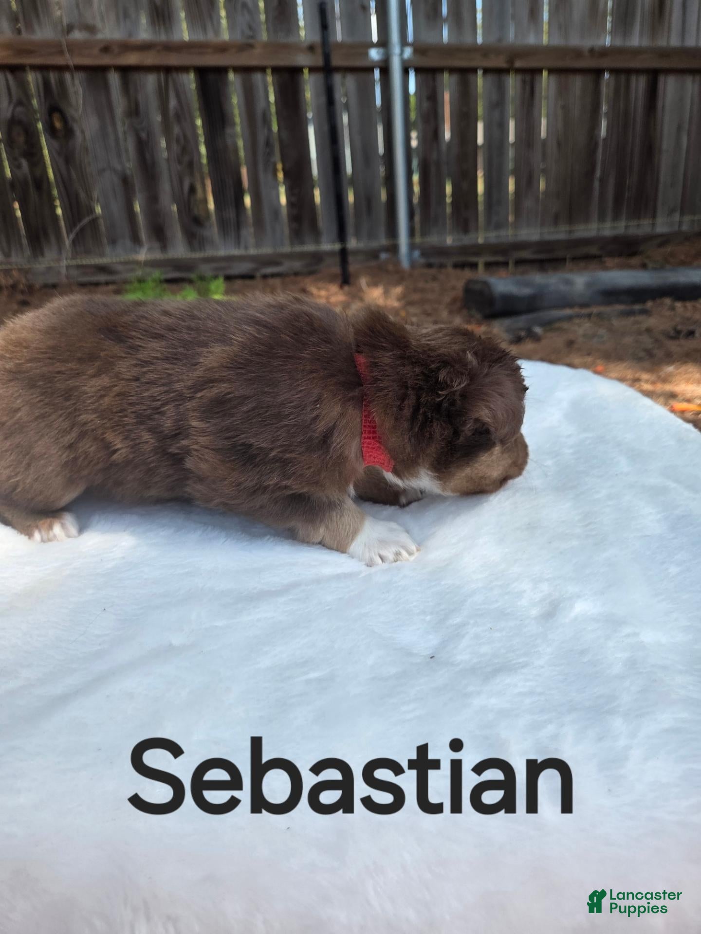 Australian Shepherd dogs Sebastian - Ad 1