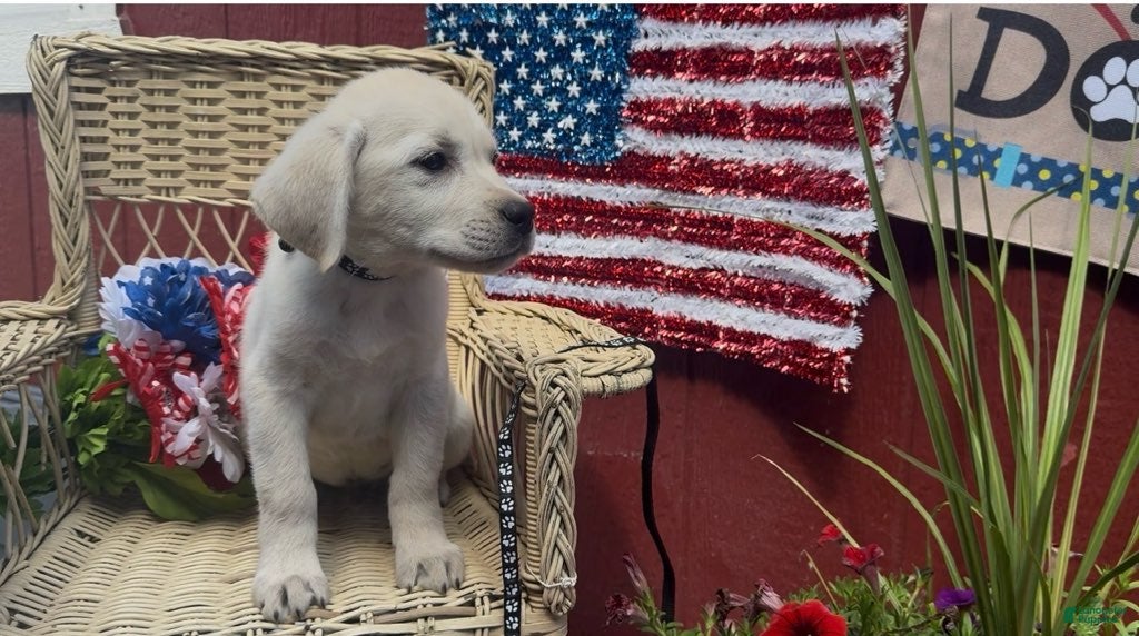 Labrador Retriever dogs for sale: Blake_Male - Ad 3