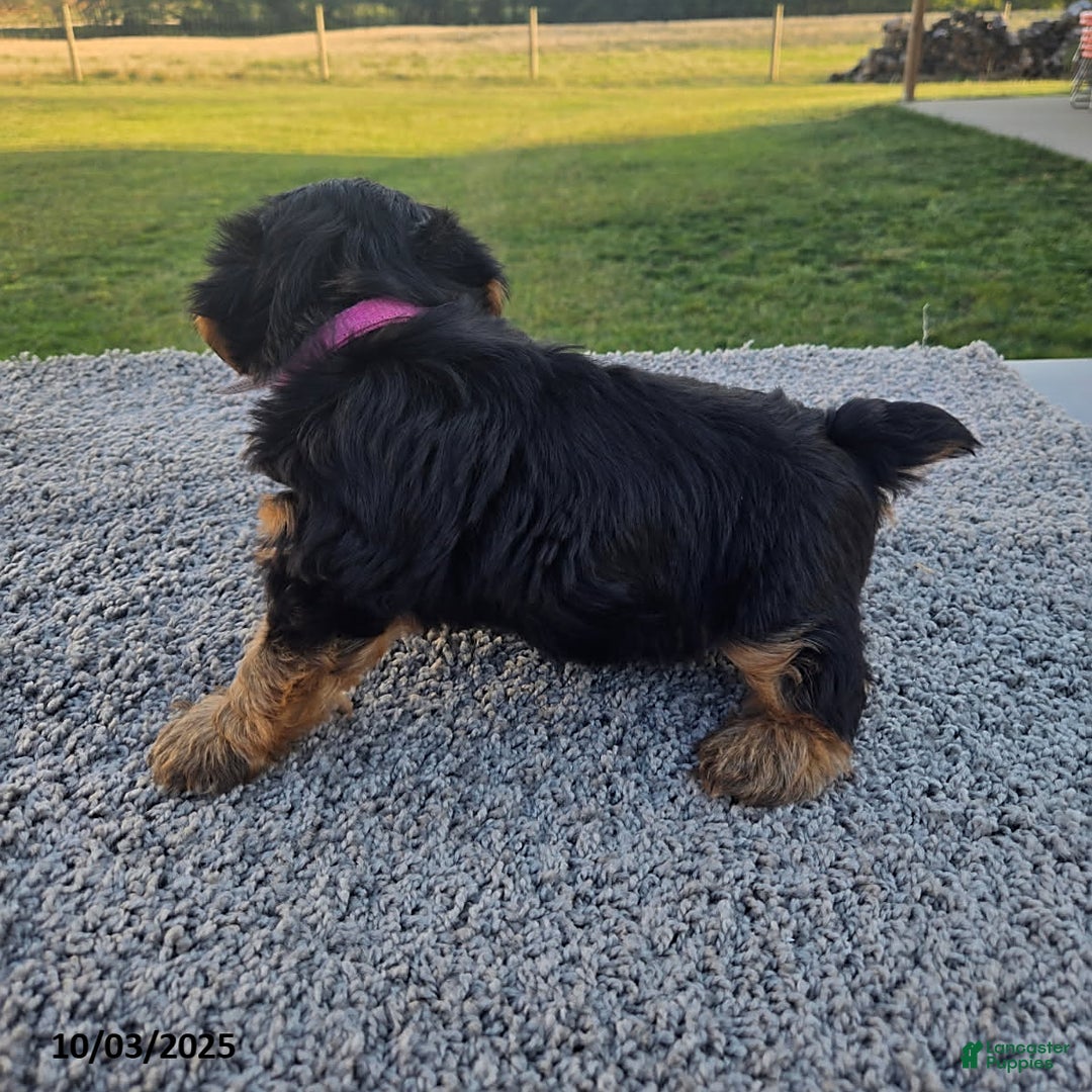 Yorkshire Terrier dogs for sale: Sammy - Ad 2