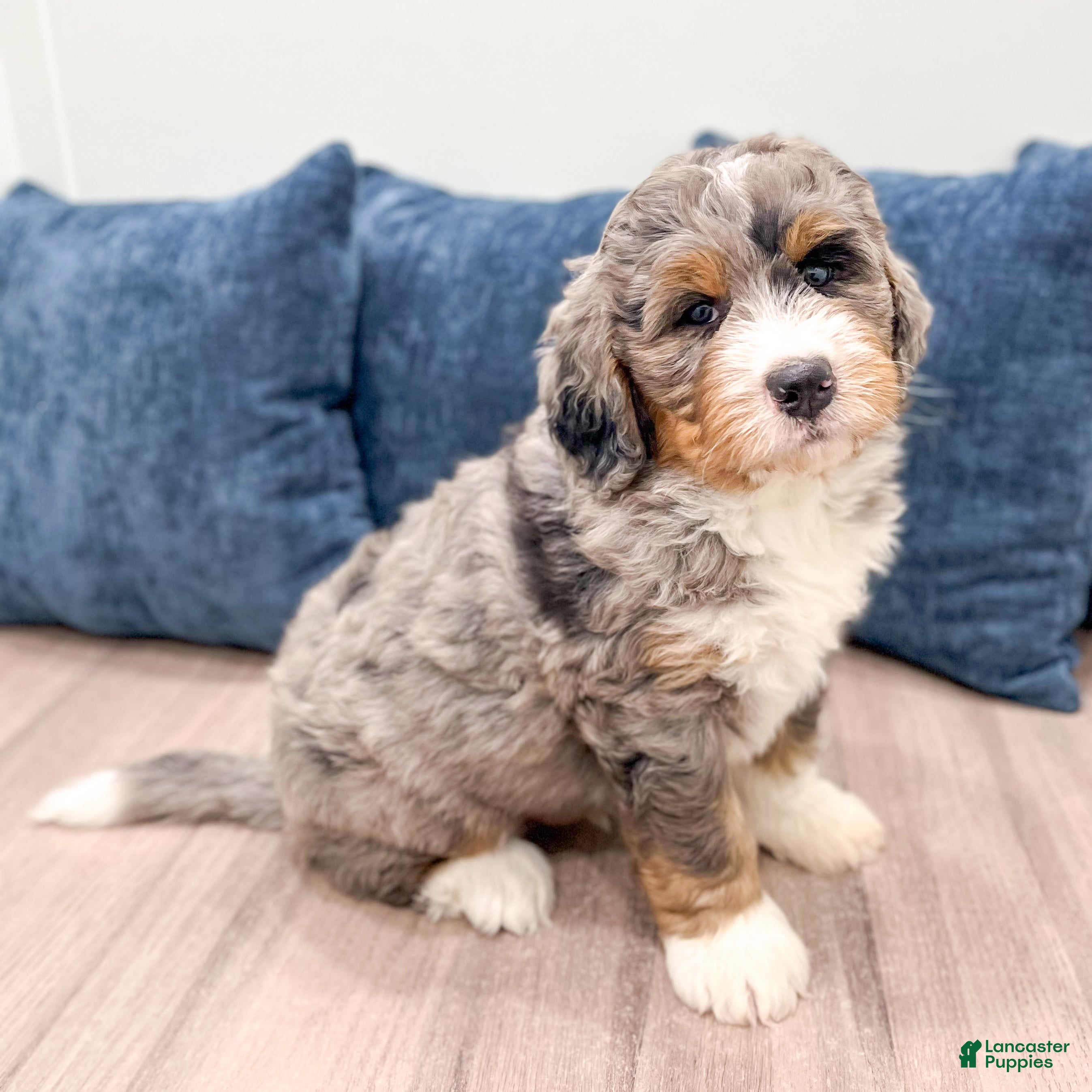 Bernedoodle dogs King - Ad 1