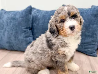 Bernedoodle dogs for sale: King - Ad 3